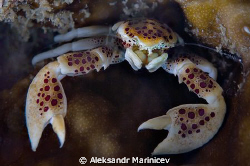 Porcellan crab 
 by Aleksandr Marinicev 